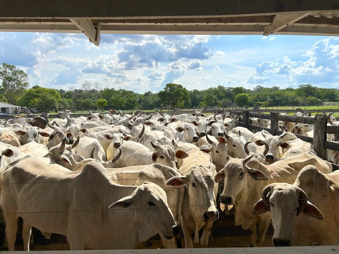 Bovinos de corte Nelore em confinamento